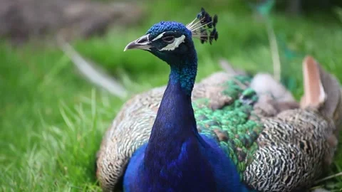 Peacock close viewing Stock Footage