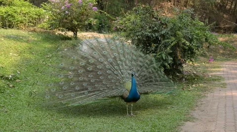 Peacock closed feathers show. Stock Footage 43973922