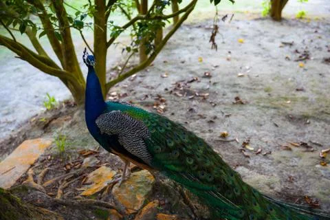 Peacock with closed tail Stock Photos