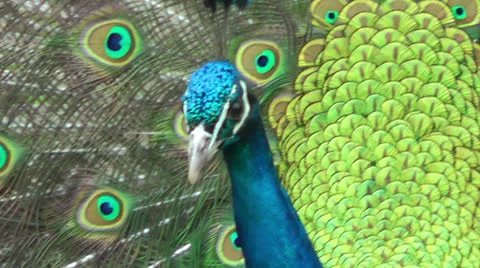Peacock closeup Video stock 23844705