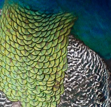 Peacock closeup Foto stock