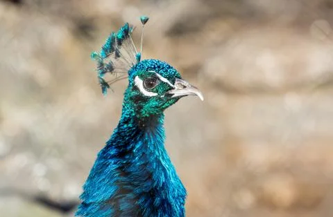 Peacock closeup Foto stock