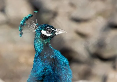 Peacock closeup Stock Photos