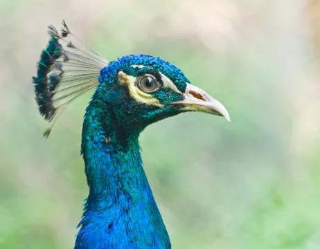 Peacock closeup 스톡 사진