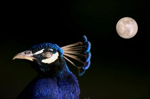 Peacock Closeup Stock Photos