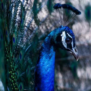 Peacock closeup 写真素材