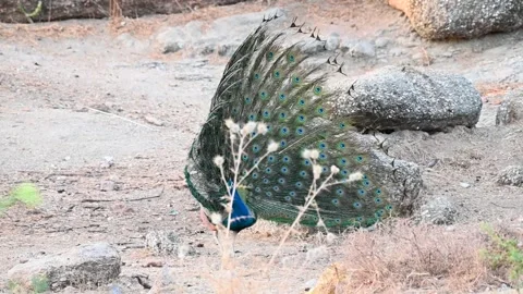 Peacock closing its train in the rocky terrain of Jawai national park Stock Footage 308722586