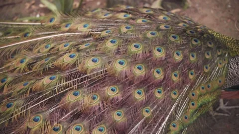Peacock Closing Its Train, Tail Feathers In The Zoo. - close up Stock Footage 197593976