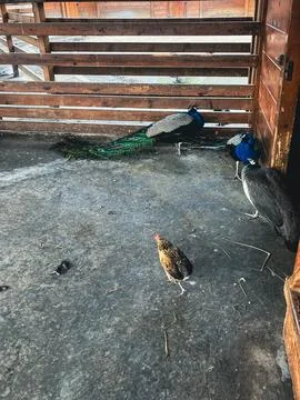 Peacock in Coconut Scene Foto stock