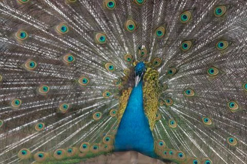 Peacock color and texture study for fashion inspiration, saturated blues and  Stock Photos