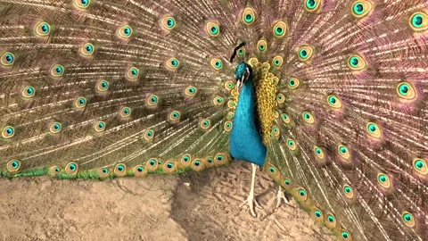 Peacock colored tail Stock Footage 274018603