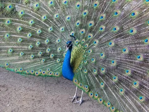Peacock colored tail Stock Photos