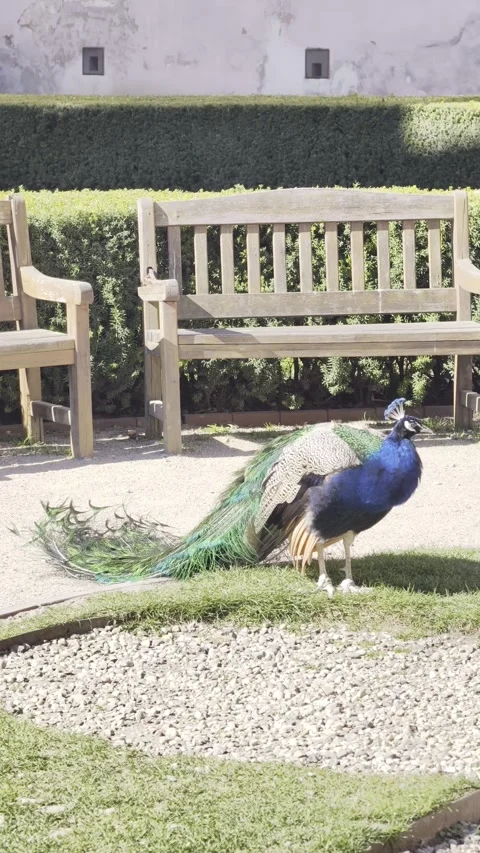 Peacock colorful feathers close up Vertical 4K Dolby Vision HDR video Stock-Footage 332350982