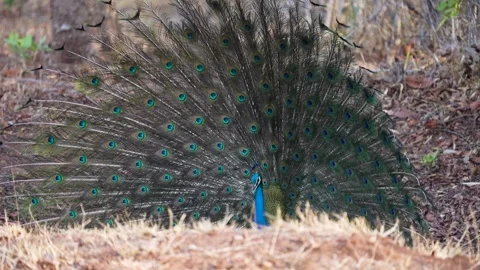 Peacock comically shifting with its wings open in Tadoba national park Stock Footage 339664151