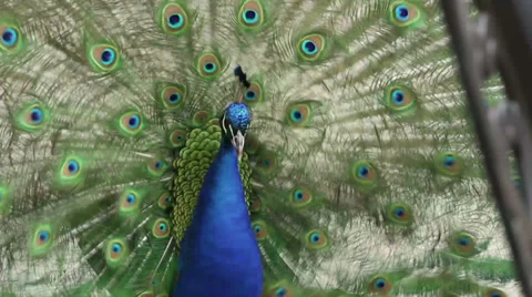 Peacock Courtship Stock-Footage 37164525