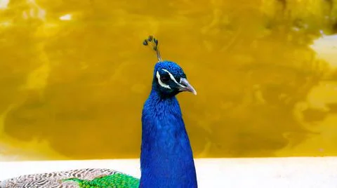 Peacock crest yellow background on medium plane Stock Photos