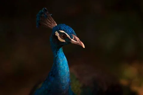 Peacock crown blue  Stock Photos