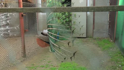 PEACOCK DANCE 2 Stock Footage 158049918
