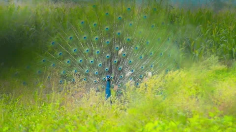 Peacock Dance in Beautiful Natural Setting – Stunning Wildlife Video Stock Footage 313559252