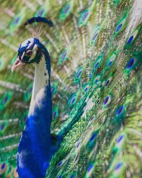 Peacock Dance Display Stock Photos