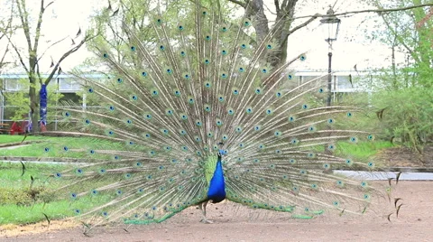 Peacock dance Video stock 42902592