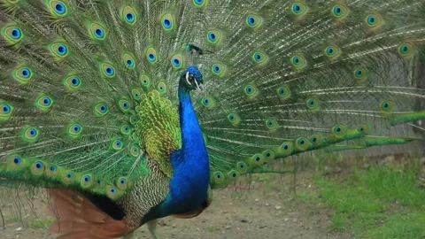 PEACOCK DANCE Stock Footage 158049982