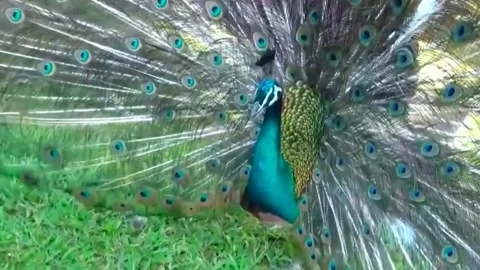 Peacock Dance Stock Footage 163829721