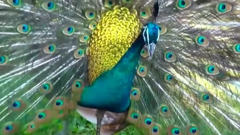 Peacock Dance Stock Footage 163829781
