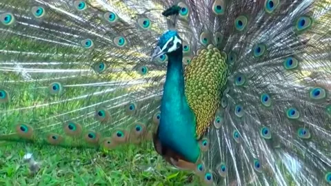 Peacock Dance Stock Footage 163830015