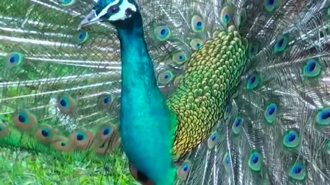 Peacock Dance Stock Footage 163830042