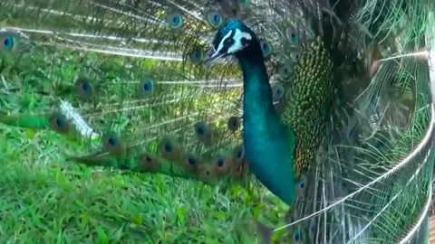 Peacock Dance Stock Footage 163830268