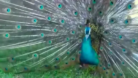 Peacock Dance Stock Footage 163830338