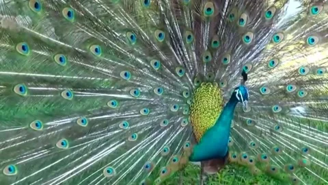 Peacock Dance Stock Footage 163830972