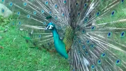 Peacock Dance Stock Footage 163831035