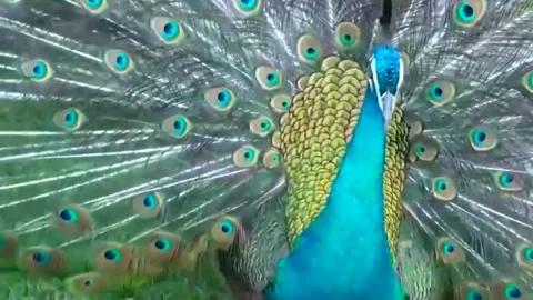 Peacock Dance Stock Footage 163831063