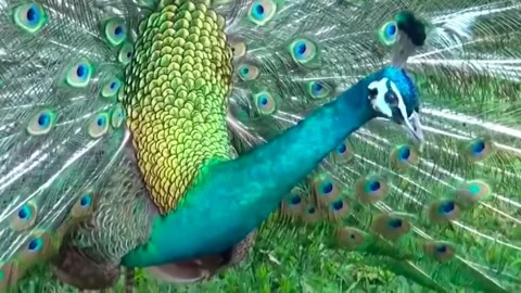 Peacock Dance Stock Footage 163831186