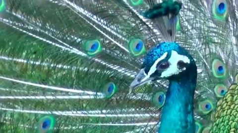 Peacock Dance Stock Footage 163831206