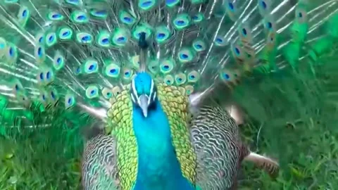 Peacock Dance Stock Footage 163831360