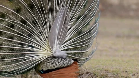 Peacock dance Stock Footage 196825453