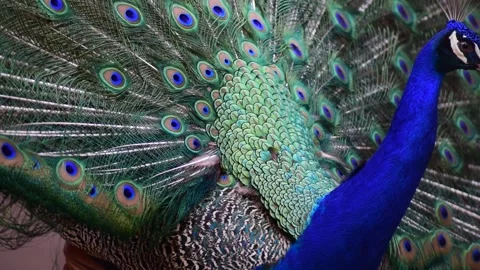 Peacock dance. Stock Footage 244697948