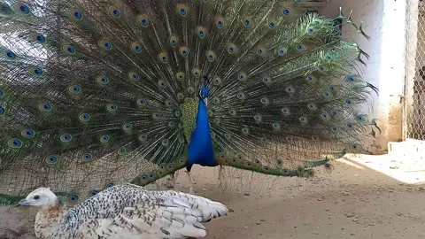 Peacock dance. Stock Footage 244728006