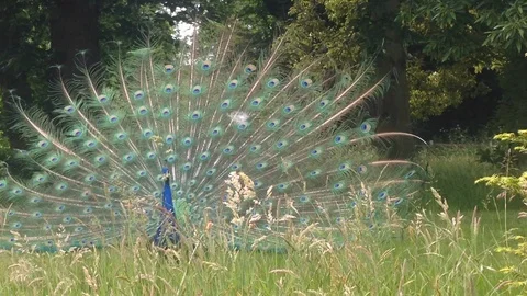 Peacock Dance Full Tail Feathers long grass serenade Video stock 106581354