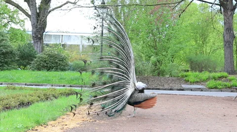 Peacock dance with open tail Stock Footage 40642421