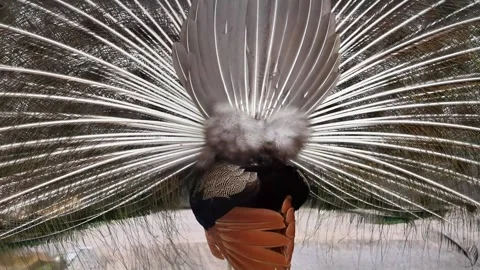 Peacock Dancing Courtship Behavior with Bird Ambient Sound 4K Vídeo Stock 335427744