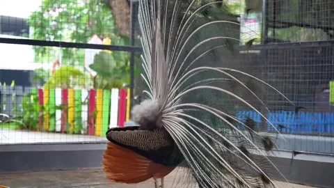 Peacock Dancing Courtship Behavior in Wildlife 4K 스톡 동영상 336241311