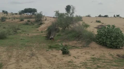Peacock dancing in desert area of Rajasthan , India Stock Footage 202274692