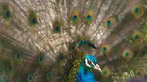 Peacock Dancing Stock Footage 229780451