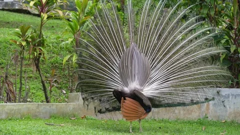 Peacock Dancing Gracefully in Natural Environment 4K Stock Footage 336722147