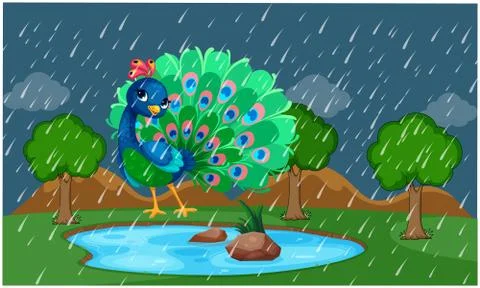 Peacock is dancing in a park during rain Stock Illustration