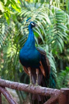 Peacock deep blue 10  Stock Photos